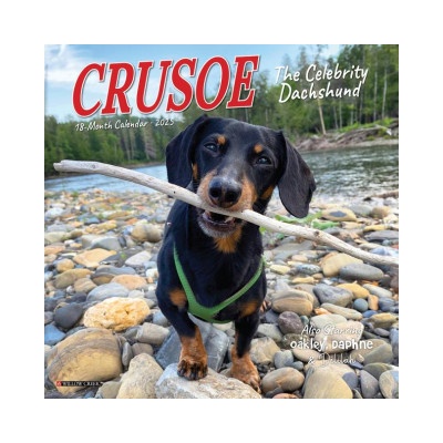 Willow Creek Press Calendars Crusoe the Celebrity Dachshund 2026 7 X 7 Mini Wall Calendar