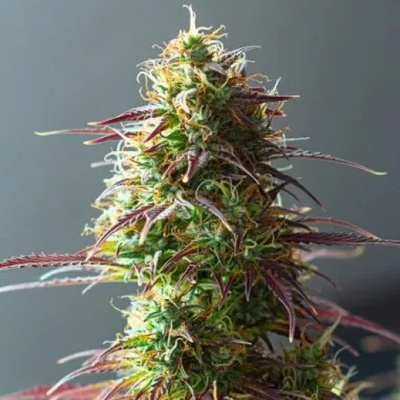PowerStrains 5Star AUTO Strawberry Haze semena neobsahují THC 5 ks