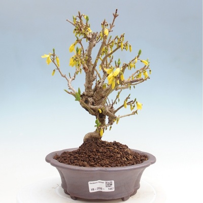 e-bonsai Venkovní bonsai - Zlatice - Forsythia koreana