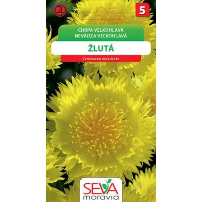 Osiva Moravia Chrpa velkohlavá - žlutá