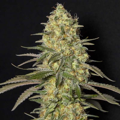 Eva Seeds Black Dream semena neobsahují THC 6 ks
