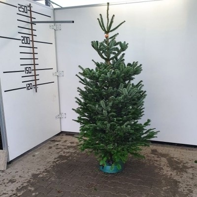 Živý vianočný stromček normandská jedľa 2.triedy zelený 225-250cm