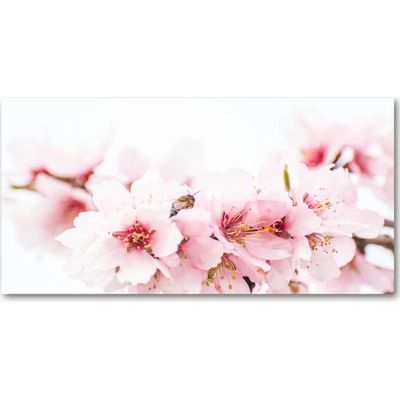 Foto-obraz fotografie na skle kvety višne 100x50 cm