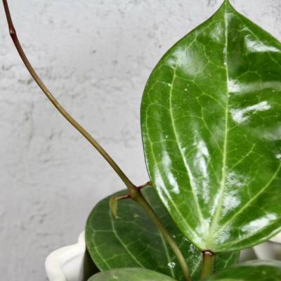 Hoya Sarawak Cream