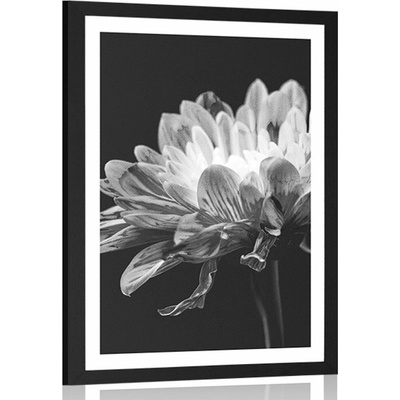 Plakát s paspartou černobílá sedmikráska - 40x60 no frame