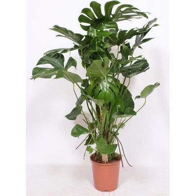 Monstera deliciosa on moss-pole 27x130 cm