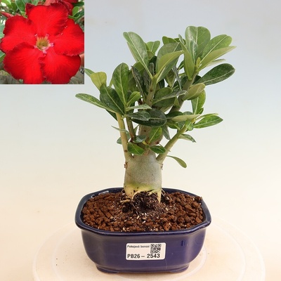 e-bonsai Pokojová bonsai - Adenium obesum Red Star - Pouštní růže