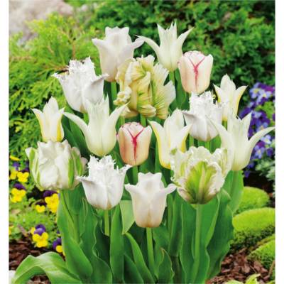 BENEX TULIPÁN Gama White 5ks