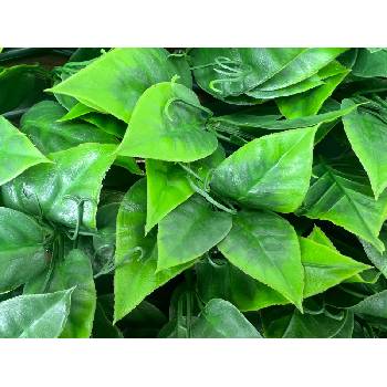 NIKA Декоративна ограда Хармоника uv с изкуствени светлозелени листа 1.0х2.0 м (mz 192007b)