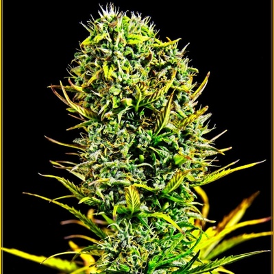 Anaconda Seeds Amnesia Haze semena neobsahují THC 10 ks