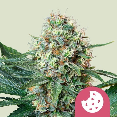 Royal Queen Seeds Royal Cookies semena neobsahují THC 1 ks – Hledejceny.cz