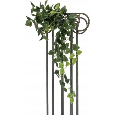 Pothos trs velký, 100 cm