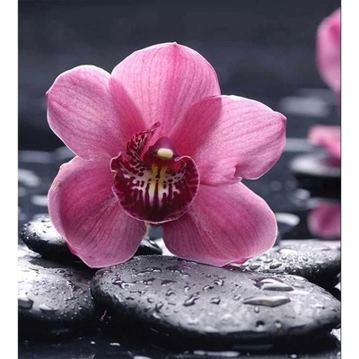 Dimex MS-3-0120 vliesová fototapeta na zeď Orchidea rozmery 225 x 250 cm