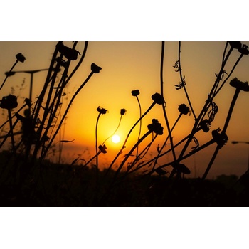 DIMEX ART s. r. o Флизелинов фототапет сухо поле от цветя 375 x 250 см