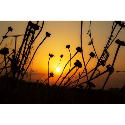 DIMEX ART Флизелинов фототапет сухо поле от цветя 375 x 250 см