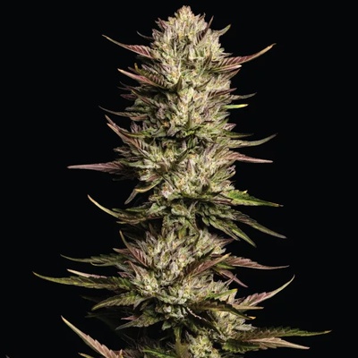 Humboldt Seed Company California Octane Triploid semienka neobsahujú THC 3 ks
