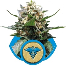 Royal Queen Seeds Royal Medic semena neobsahují THC 3 ks