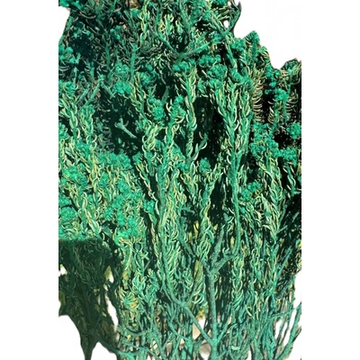 Rock Phylica Sleeve 150 g