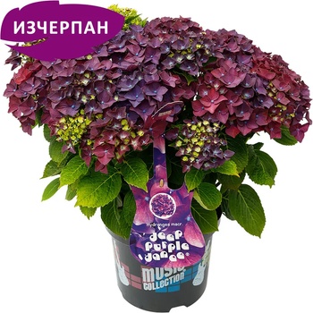 Image 1 of Music Collection® Deep Purple Dance Music Collection® Хортензия Мacrophylla