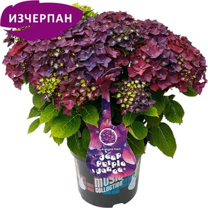 Music Collection® Deep Purple Dance Music Collection® Хортензия Мacrophylla