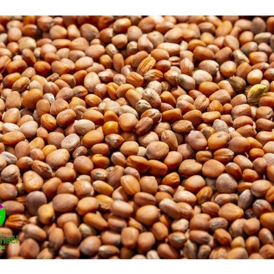 Microgreens Biela reďkovka Daikon na mikrozeleninu 100 g