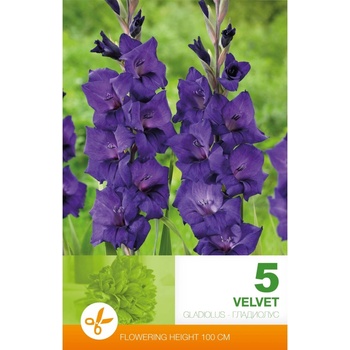 Seklos Гладиола лилава - 5 бр луковицa