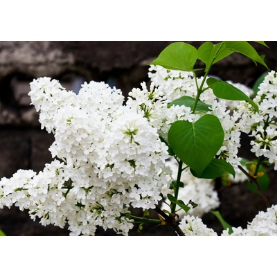 Orgován Flowerfesta White na 60 cm kmienku, výška 90-110 cm, kvetináč 19 cm
