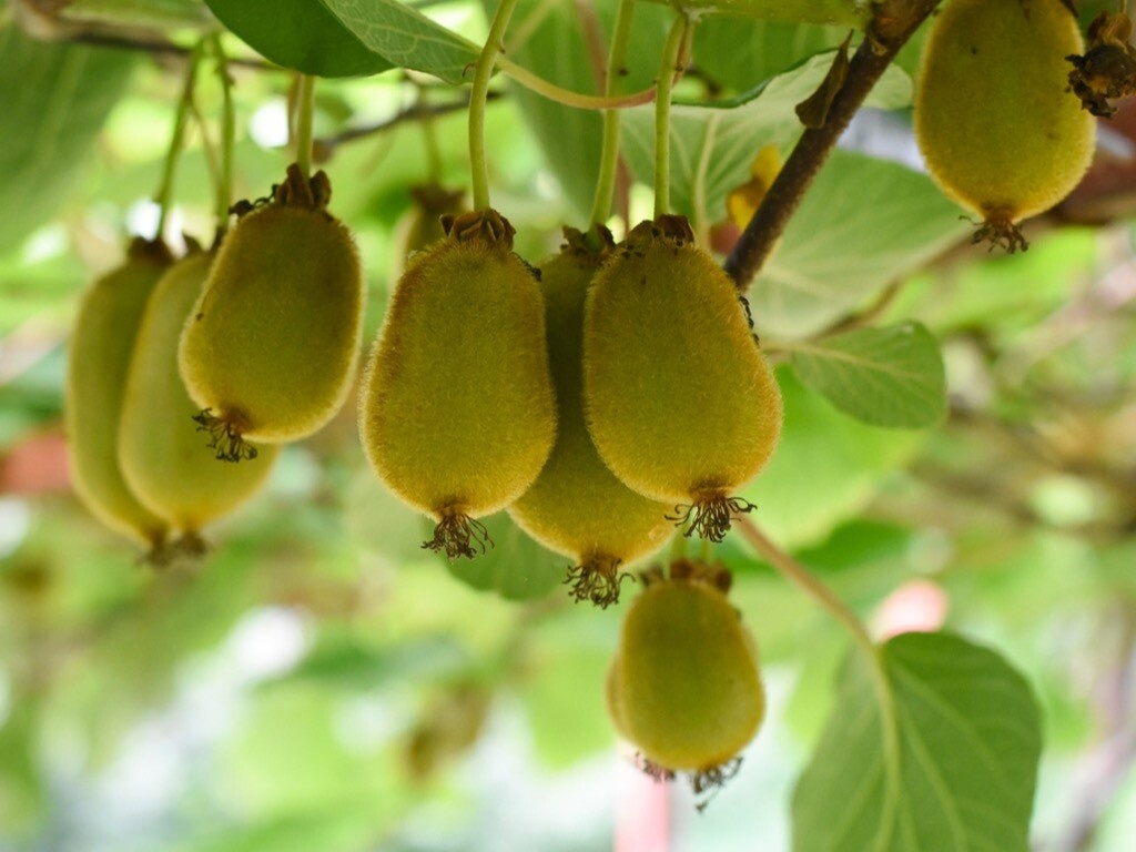Kiwi 'Issai'