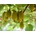 Kiwi 'Issai'