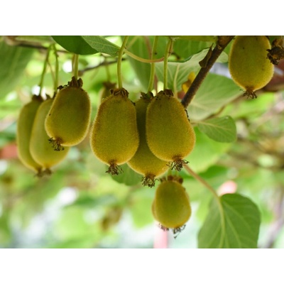 Kiwi 'Issai'