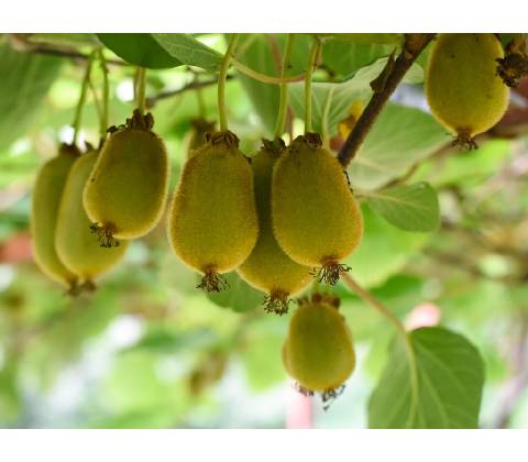 Kiwi 'Issai'