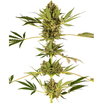 Sensi Seeds Himalayan CBD semena neobsahují THC 3 ks