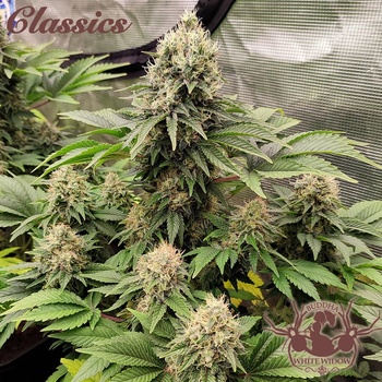 Buddha Seeds White Widow semena neobsahují THC 3 ks