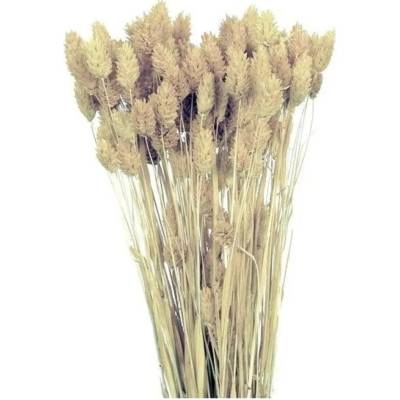 Dekorace sušiny PHALARIS-CHRASTICE 40g