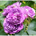  Роза Reine des Violettes