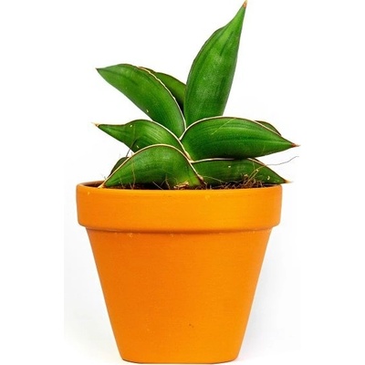 Gardners Sansevieria Samurai, průměr 9 cm Sanseveria, tchýnin jazyk, tenura
