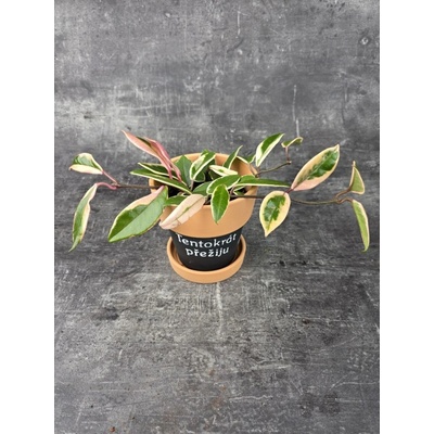 Hoya Flamingo Dream 12 cm