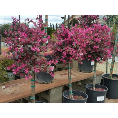 Loropetalum čínske Rubra na kmienku 70-80 cm, kont. 7 l