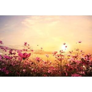 DIMEX ART Флизелинов фототапет цветно поле 375 x 250 см