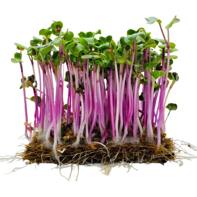 Microgreens Ředkev China Rose na microgreens 1 kg