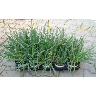 Bulbine frutescens Medicus