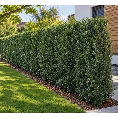 Cezmína modrá (Ilex × meserveae) ‘HECKENFEE’® - výška 20-30 cm, kont. C2L