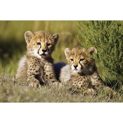 DIMEX ART Флизелинов фототапет гепарди 375 x 250 см