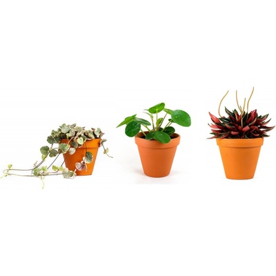 Gardners Set rostlin Baby plants sukulenty