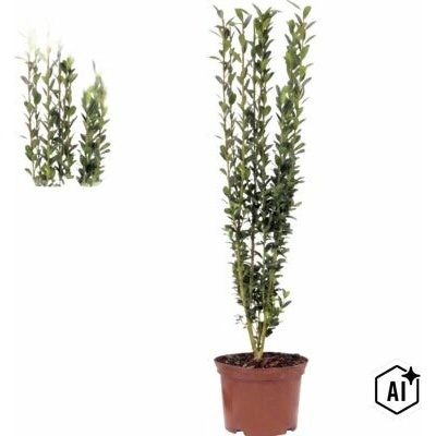 Cezmína japonská stĺpovitá FloraSelf Ilex crenata 'Fastigiata' 30-40 cm kvetináč 2 l