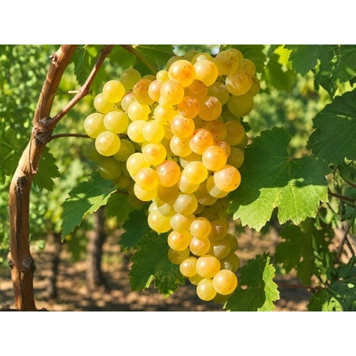 Vinič stolový Fragola Bianca, vyviazaný, výška 150-175 cm, kvetináč 5 l