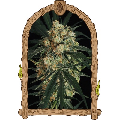 Exotic Seed Triple A Auto semienka neobsahujú THC 3 ks