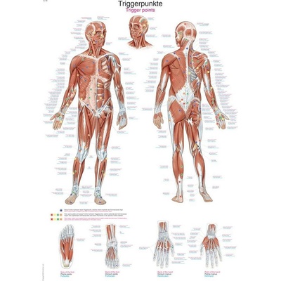 Anatomický plagát Erler Zimmer - Spúšťacie body tela 50 x 70 cm | DE, EN, LA