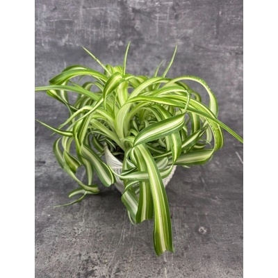 Chlorophytum Comosum žíhané Bonnie