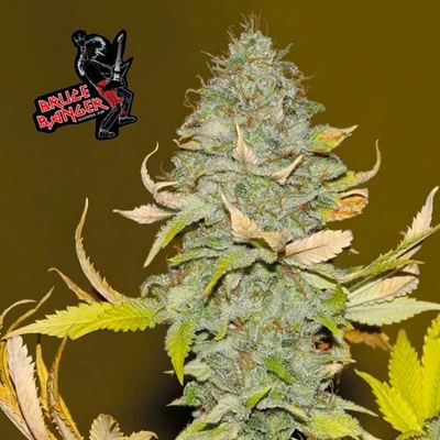 Seedsman Bruce Banger semienka neobsahujú THC 10 ks